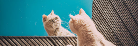 Fat Cat: Causes, Health Risks & Weight Management Tips
