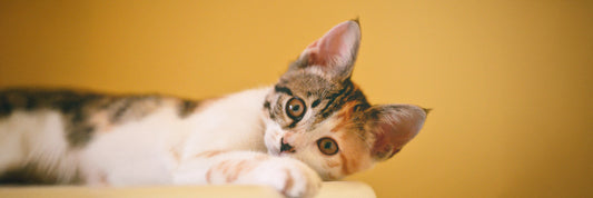 Can Cats Have Down Syndrome? Myths & Feline Facts
