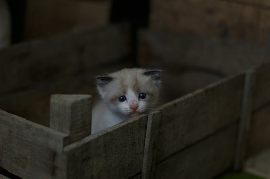 Do Cats Cry? Understanding Feline Emotions and Tears