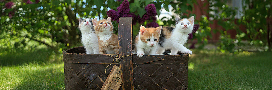 Top Cat Breeds Popular in Sweden and the Nordics