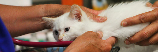 Avoiding Cat Breeding Mistakes: Ethical Nordic Guide