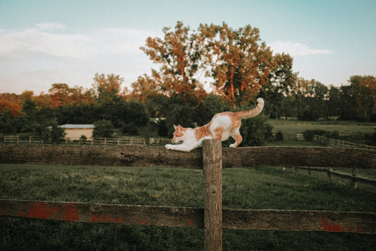 Does My Cat Truly Trust Me? Learn the Signs That Prove It