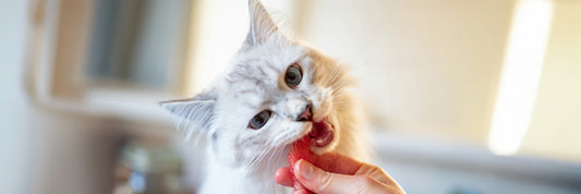 Can Cats Eat Watermelon?