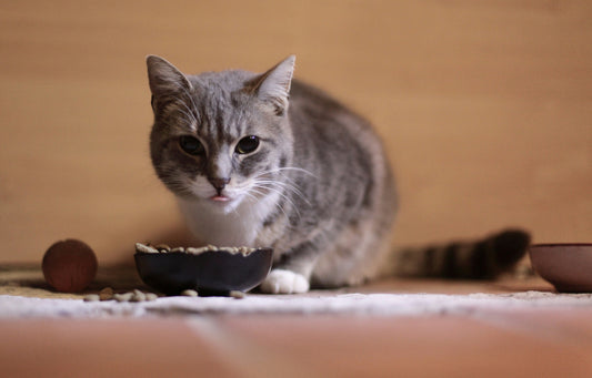 How to Determine the Right Amount of Food for Cats