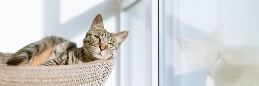 Top 10 Must-Have Items for New Pet Owners in 2025