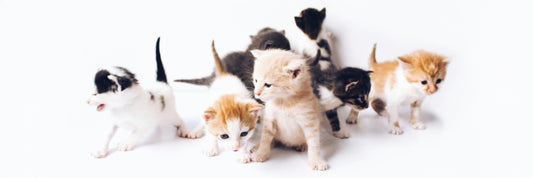 The Best Hypoallergenic Cat Breeds for Allergy-Prone Nordics