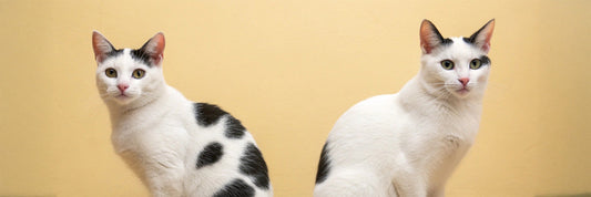 Is Your Cat a Tuxedo? Your Guide to Black and White Cat Coats & Breeds
