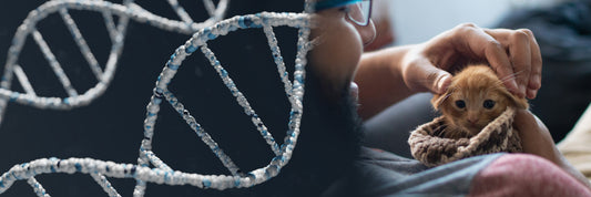Top 5 Feline DNA Testing Kits for Cats