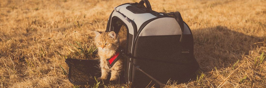 Pet Travel Checklist: Essential Packing Guide for Trips