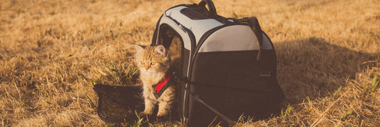Pet Travel Checklist: Essential Packing Guide for Trips
