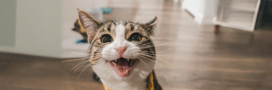 Can Cats Feel Jealous? Uncover Feline Emotions & Behaviors